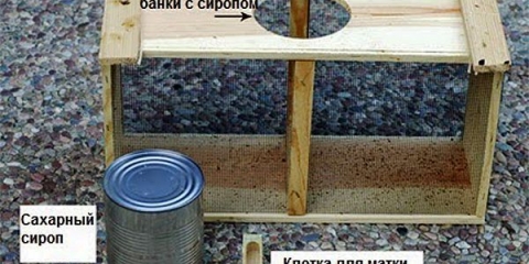 Pčelinji paket: kako napraviti + recenzije